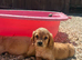 Working cocker spaniel puppies