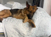 10 week old german shepherd puppies
