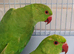 Indian Ringneck Parakeets – 4 Months Old
