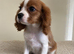 CAVALIER KING CHARLES PUPS KC REG READY NOW