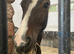 2yo Registered Welsh Section C