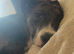 Male puppy
