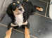Exmoor microchipping