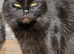 Beautiful black cat very affectionate and loving