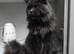 Ticca registered Blue Maine Coon