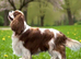 Extensively health tested champion sired kc reg One girl available