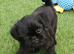 Griffon bruxelles x affanpincer