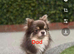 Long haired Chihuahuas