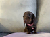 1 left chocolate girl available