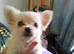 Chihuahua Puppies for Sale