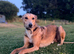 READY TO LEAVE. Stunning Lurcher puppies!! Dogs only!!