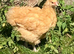 Buff Orpington pullets