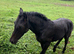 Stunning colt foal