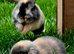 Beautiful pedigree mini lop bunnies