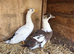 Mixed breed ducks