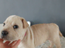 Frenchie-Pei pups