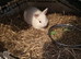 3 Netherland dwarf bunnies for sale