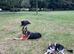 6 month old female Shepsky