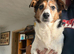 Jack Russell Sisters - Need a loving home