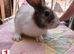 Baby Bunnies for Sale (4 in total)