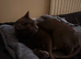 Needs Rehoming Tonight  - Twinkle