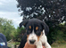 Working tri coloured collie pups