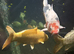 Large Koi Carp for Sale – Approx. 20"