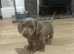 Beautifull mini dachshund