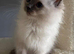 Stunning blue mitted girl available
