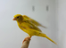 Canaries