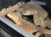 3 bearded dragons for sale