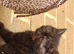 Last boy in the litter British Shorthair