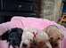 Beautiful Cockapoo Puppies For Sale