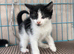 Rag doll mix boy kitten