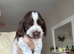 7 beautiful chocolate verities show-type cocker spaniel extensively health tested parents