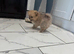 Pomeranian beautiful little boy