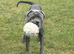 **Cane Corso Boy Looking for His Forever Home ️**