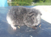 Baby Teddy Guinea pig - Available Now 2 for &pound;70