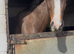 Allrounder gelding