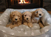 Cavapoo puppys