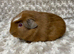 Bonded Baby Brothers. Price is for the pair