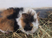 Baby long haired Guinea pigs