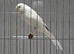 x2 Persian male canarys