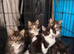 5 beautiful Bengal kittens