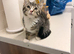 Kitten