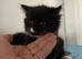 Kittens for sale
