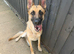Sad sale german shepherd bitch for sale
