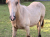 Stunning Dunn gelding