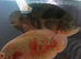 2 breeding Oscar’s large size must go together