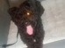 Stunning boy yorkipoo